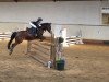 Springpferd Nanuk 84 (Deutsches Reitpony, 2010, von Next Level)