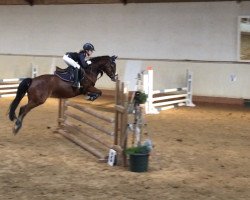 jumper Nanuk 84 (German Riding Pony, 2010, from Next Level)