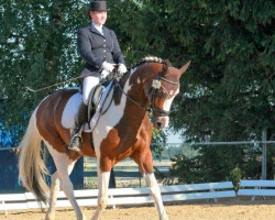 dressage horse Rainstar 3 (Pinto / Hunter, 2007, from Rainboy)