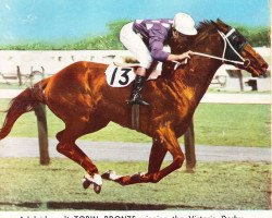 stallion Tobin Bronze xx (Thoroughbred, 1963, from Arctic Explorer xx)