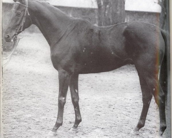 stallion Seebirk xx (Thoroughbred, 1965, from Birkhahn xx)