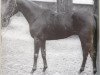 stallion Seebirk xx (Thoroughbred, 1965, from Birkhahn xx)