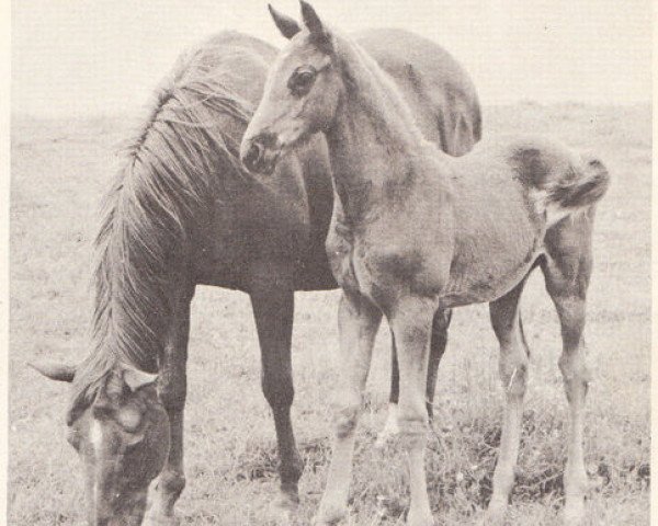 broodmare Amarco xx (Thoroughbred, 1954, from Masthead xx)