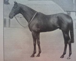 stallion Arctic Explorer xx (Thoroughbred, 1954, from Arctic Prince xx)