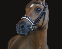 broodmare Nelly 427 (German Riding Pony, 2008, from FS Don't Worry)