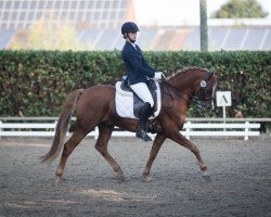 stallion TOP Cassanova (Westphalian, 2011, from Top Carlos Cassini)