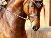 dressage horse Cadèle (Hanoverian, 2011, from Castino 4)