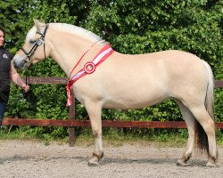 broodmare Halskovs Eika (Fjord Horse, 2010, from Knægt Halsnæs)