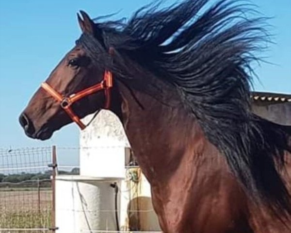 horse Paris de Hormosillas (Pura Raza Espanola (PRE),  )