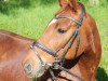 dressage horse Sir Linus (Rhinelander, 2009, from Sir Donato)