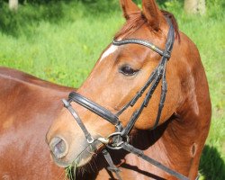 dressage horse Sir Linus (Rhinelander, 2009, from Sir Donato)