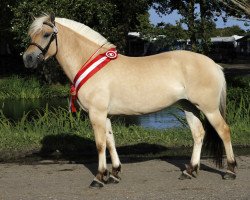 broodmare Dorella Fjordlyst (Fjord Horse, 2012, from Model Skovå)