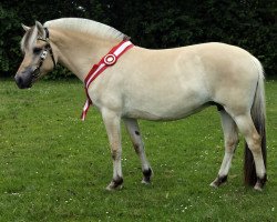 broodmare Petra Stanstorp  (Fjord Horse, 2013, from Fløgstad Odin)