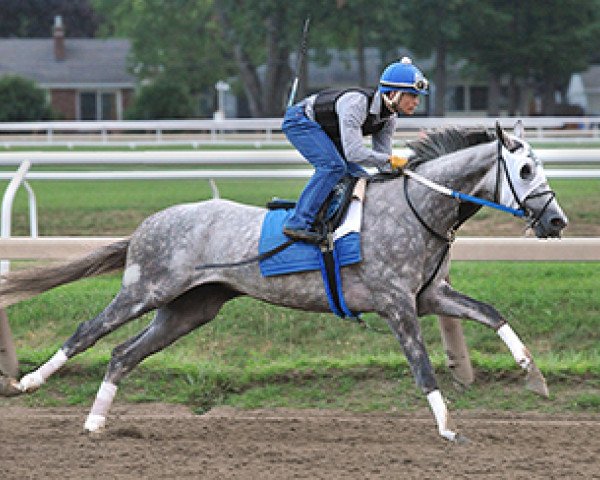 stallion Creator xx (Thoroughbred, 2013, from Tapit xx)