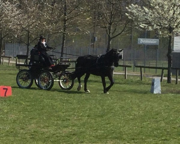 dressage horse Enzo (Sachs-door. Heavy Warmbl., 2006, from Excellent)