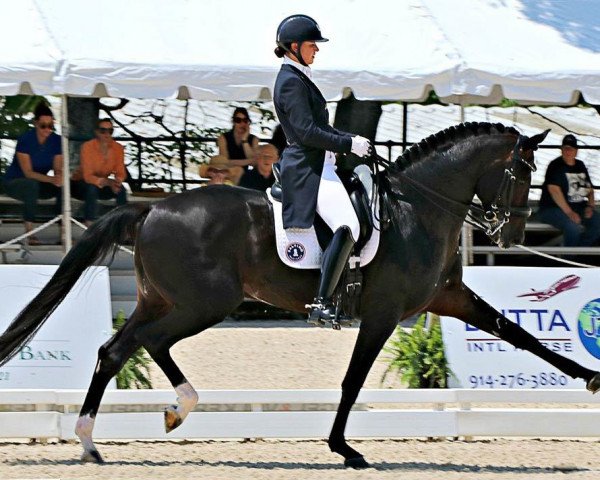 dressage horse Salvino (Hanoverian, 2007, from Sandro Hit)