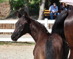 dressage horse St. Finest x Casaretto (Mecklenburg, 2021, from Finest)