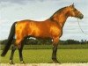 stallion Bernstein (Swedish Warmblood, 1984, from Napoleon)