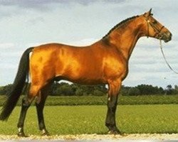 Deckhengst Bernstein (Schwedisches Warmblut, 1984, von Napoleon)