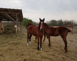 Pferd Legenda (Ungarisches Warmblut, 2018, von Legolas)