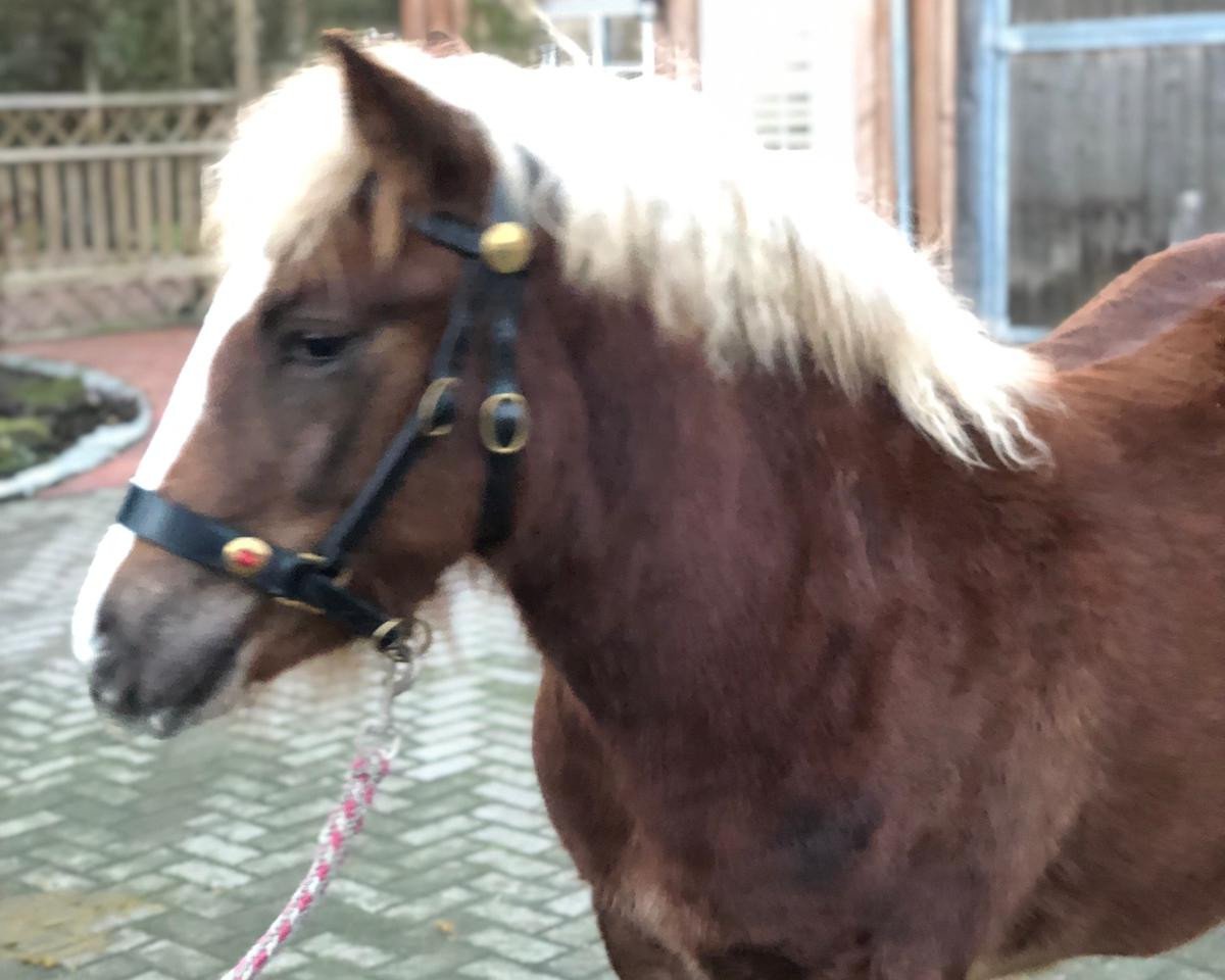 horse Rosalie (Black Forest Fox, 2018, from Florian)