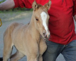 Springpferd Steverheides Obama (Deutsches Reitpony, 2019, von Offshore Energy R)