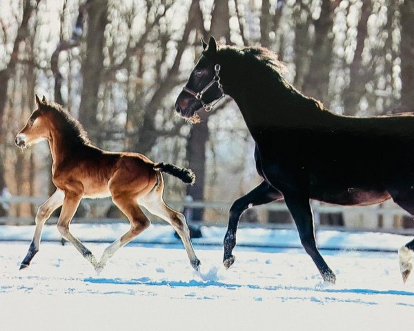 dressage horse Donna Doria (Oldenburg, 2021, from Damaschino)