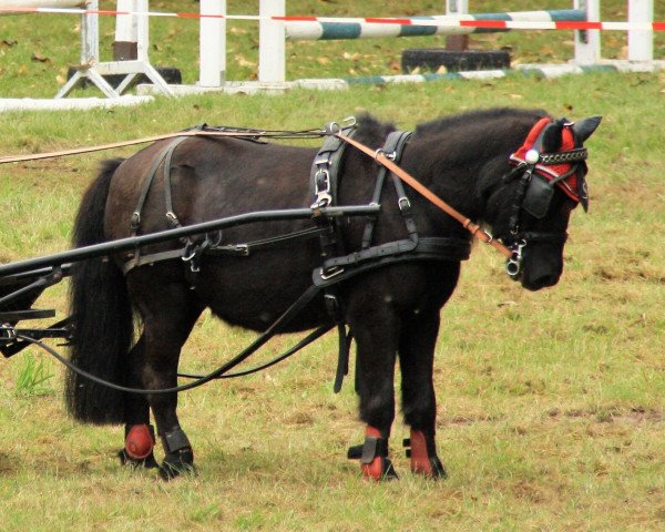 Pferd Sarotti (Shetland Pony, 1997, von Felix)