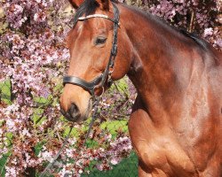 Springpferd Clarissa 147 (Deutsches Sportpferd, 2010, von Camarque 3)