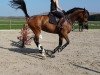 jumper Gretja Lyjanera (Oldenburg show jumper, 2012, from Lyjanero)