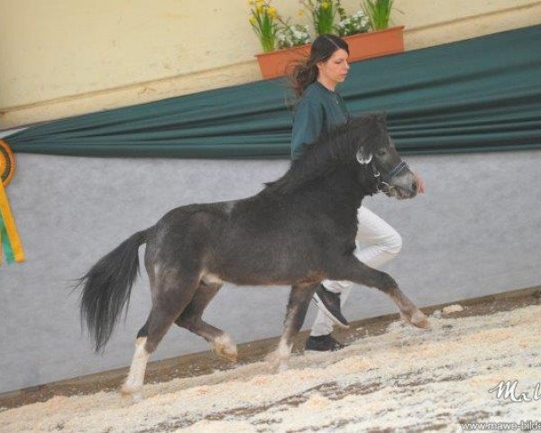 Deckhengst Habib van de Heesbeekhoeve (Nederlands Mini Paarden, 2014, von Sebastopol's Patser)