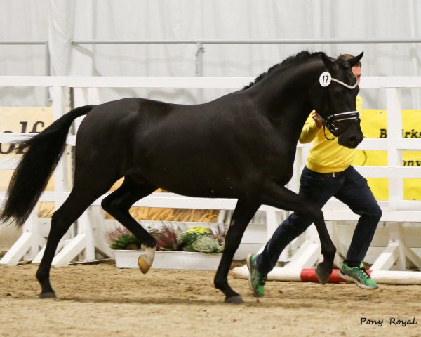 stallion Dito (German Riding Pony, 2015, from D-Day AT)