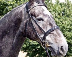 jumper Incredible 10 (KWPN (Royal Dutch Sporthorse), 2013, from Cassini Gold)