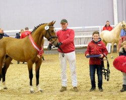 Deckhengst Big Star Tf (Deutsches Reitpony, 2015, von Balou Star)