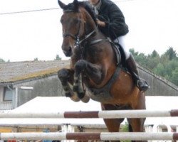 jumper Grand Grosso (Hanoverian, 2003, from Grosso Z)