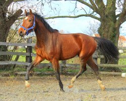 Springpferd Linging alpha (KWPN (Niederländisches Warmblut),  , von Grandorado TN)