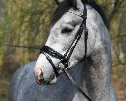 dressage horse Double Check (Oldenburg, 2015, from De Martino)