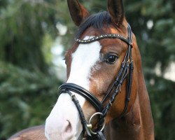 horse Bellla Chica (Oldenburger, 2016, from Callaho's Benicio)