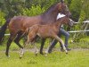 broodmare Donaufee VII (Trakehner, 2001, from Tambour)