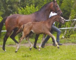 broodmare Donaufee VII (Trakehner, 2001, from Tambour)