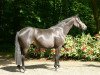 broodmare Donauelfe (Trakehner, 2008, from Elfenstein)