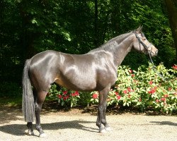 broodmare Donauelfe (Trakehner, 2008, from Elfenstein)