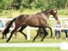 broodmare Donauschwalbe (Trakehner, 2015, from E.H. Millennium)