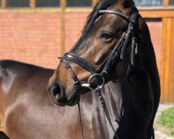 dressage horse Emilio 147 (Westfale, 2015, from Escolar)