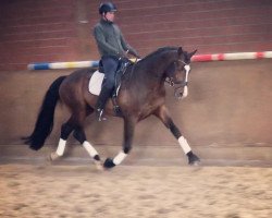 dressage horse Let's Dance 102 (Westphalian, 2011, from Lissaro)