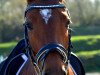 dressage horse Diana Royal 3 (Hanoverian, 2013, from Don Darius)