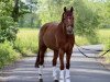 dressage horse Campino S (German Riding Pony, 2008, from Constantin)