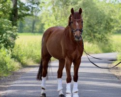 dressage horse Campino S (German Riding Pony, 2008, from Constantin)