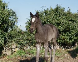 Dressurpferd Stute von Goldschmidt x Summertime (Trakehner, 2019, von Goldschmidt)