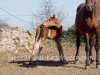 dressage horse Gropius 8 (Oldenburg, 2019, from Goldschmidt)